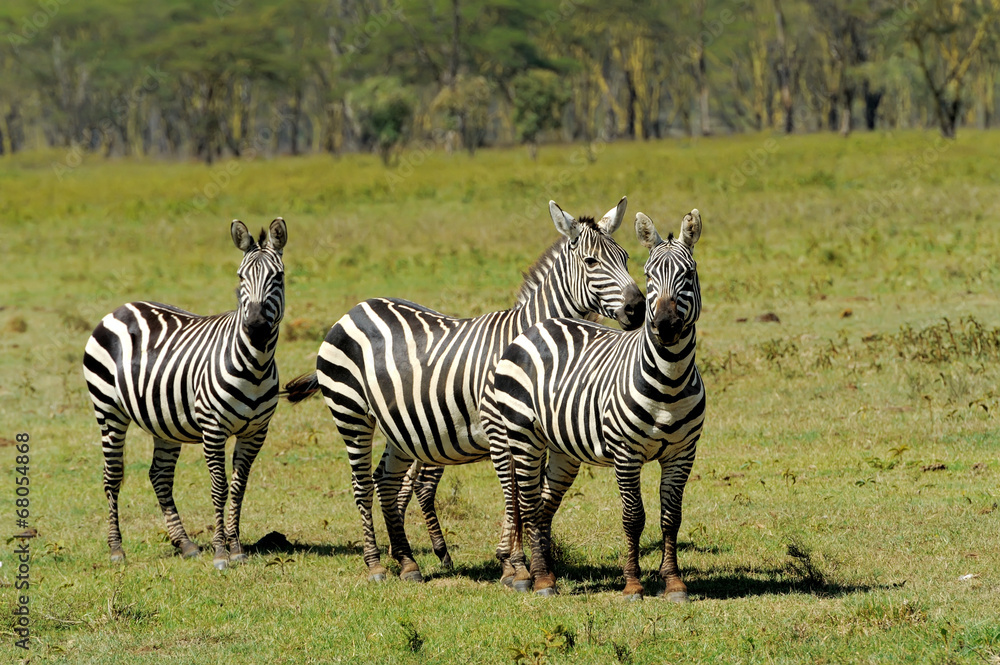 Naklejka premium Zebra