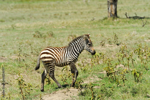 Baby zebra