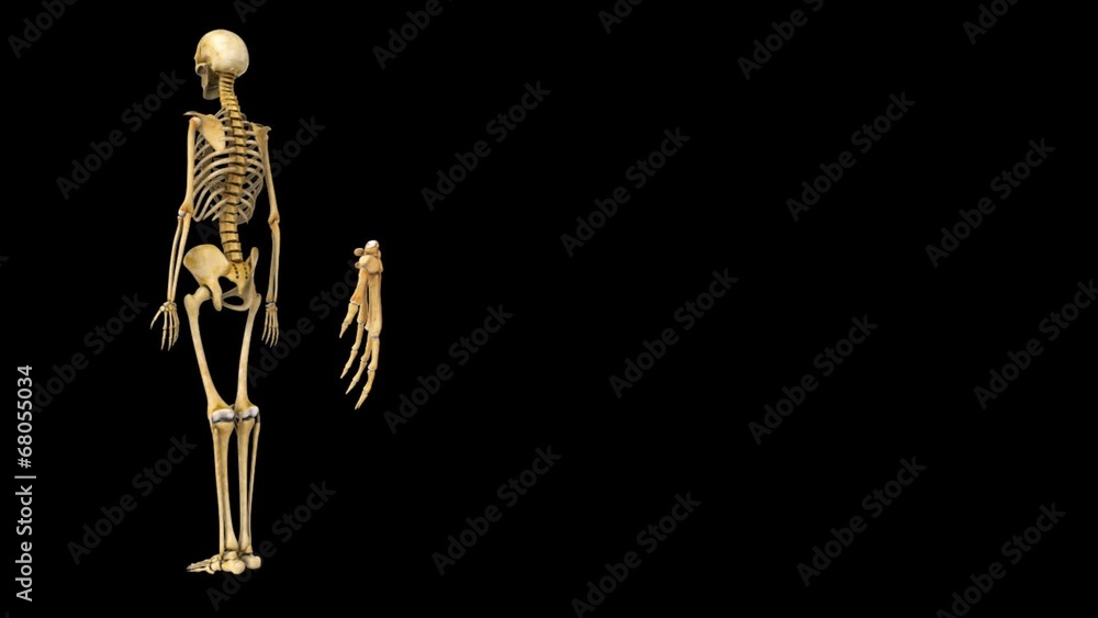 Wrist joint Wrist joint