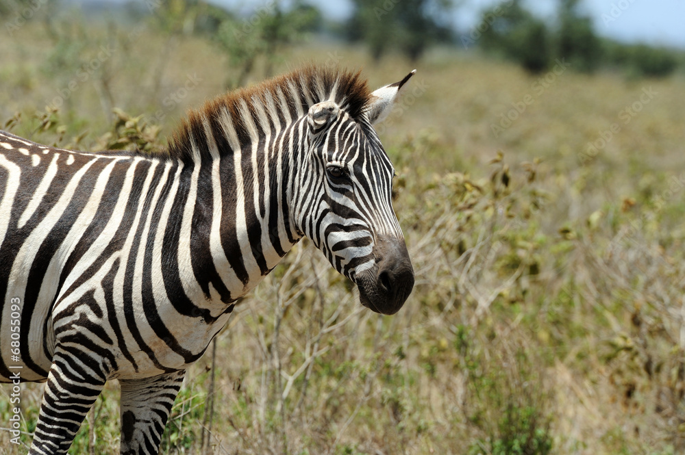 Fototapeta premium Zebra