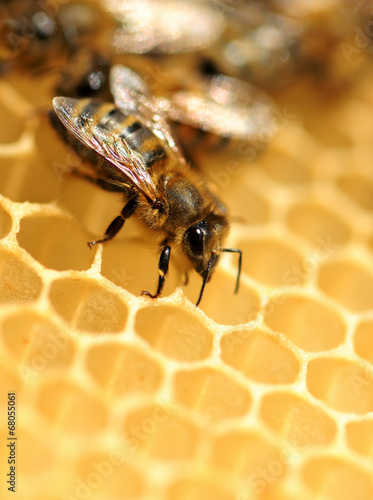 Close up view of the working bees © byrdyak