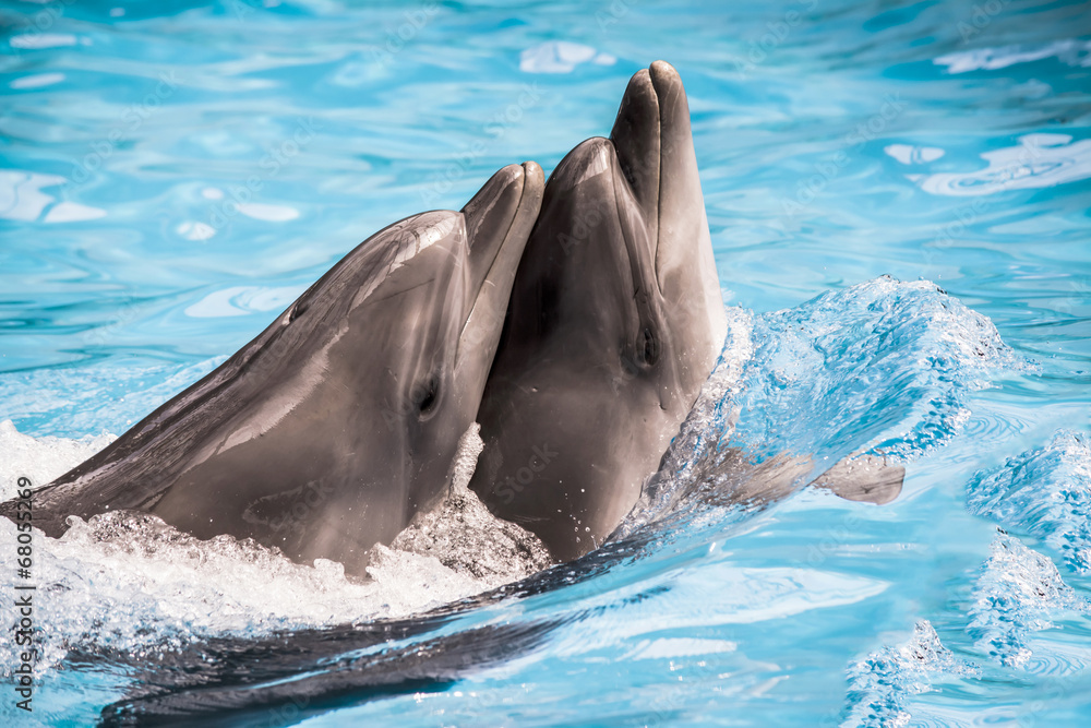 Obraz premium dolphin