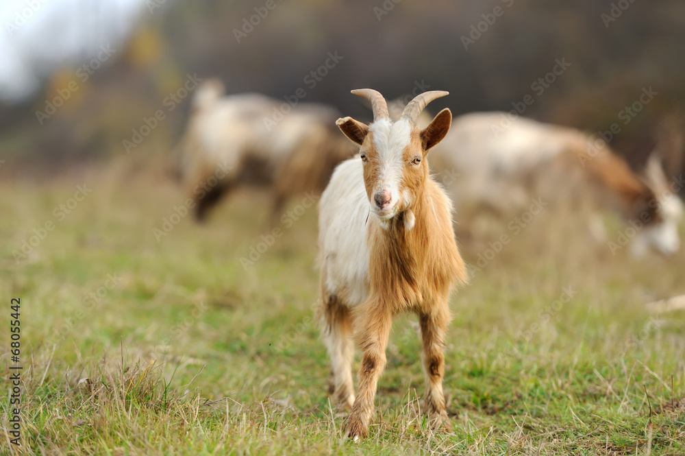 Goat in meadow