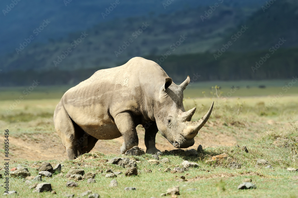 Obraz premium Rhino