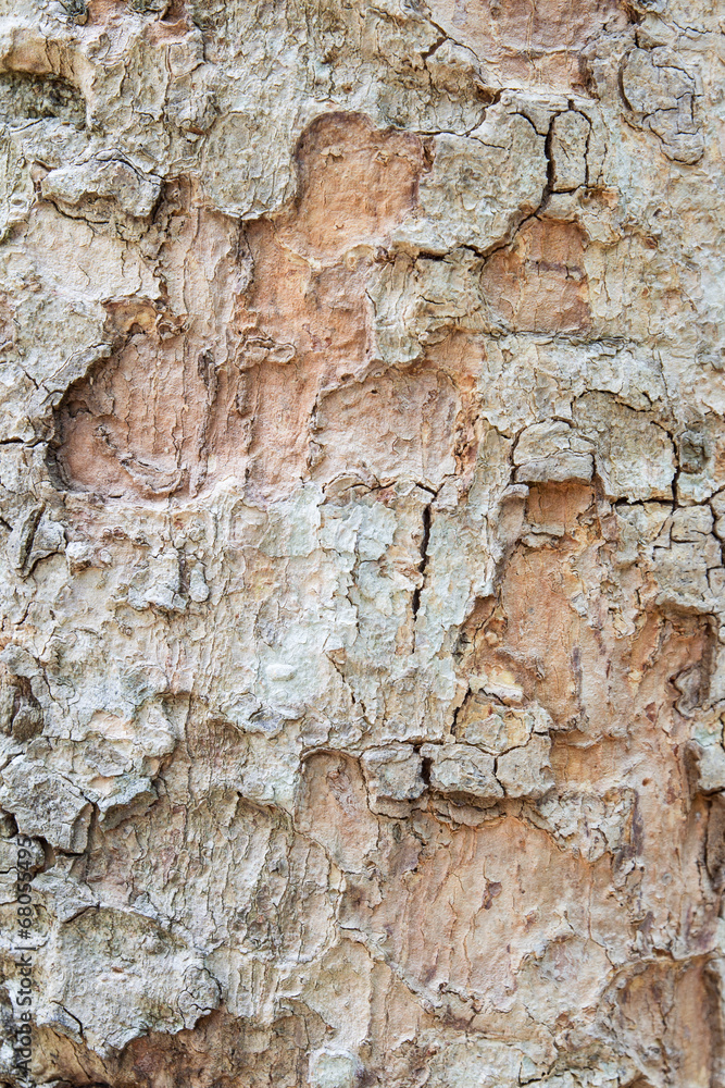 Wood bark texture background Wood bark texture background