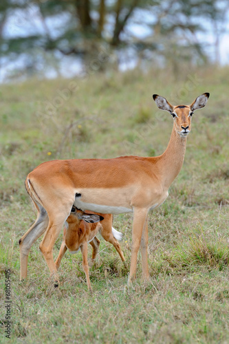 Baby impala with his mother