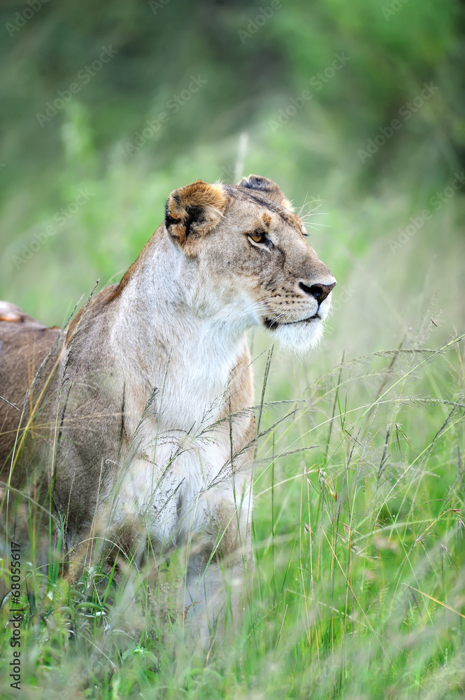 Fototapeta premium Lion