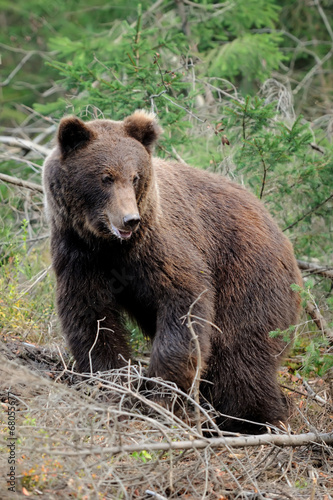 Big bear in forest