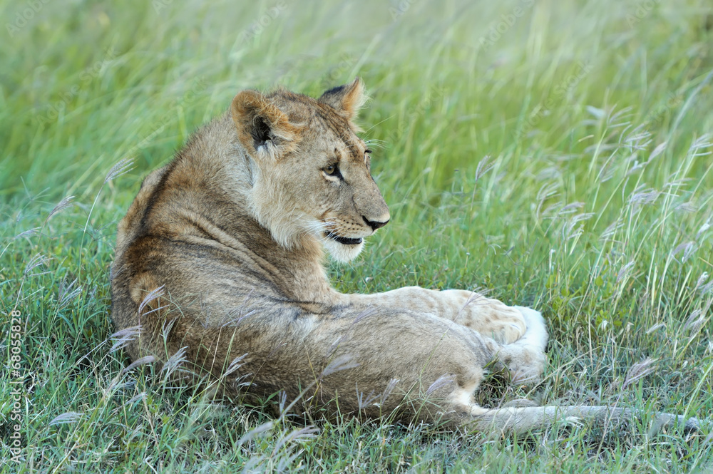 Naklejka premium Lion