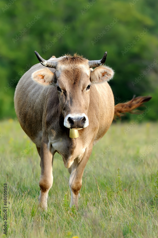Cow in nature