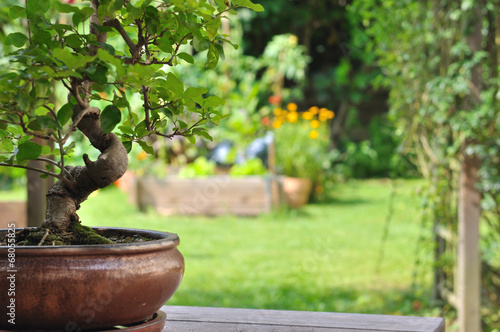 bonsaï en pot dans jardin