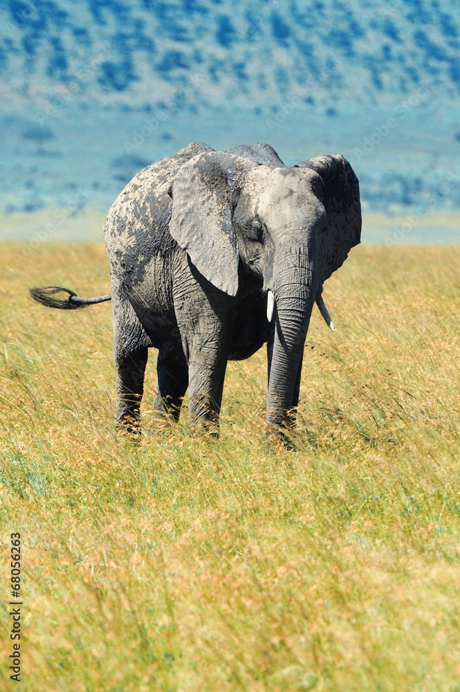 Obraz premium Elephant