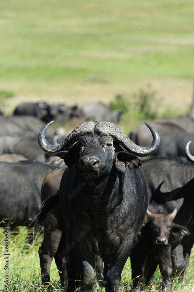 Fototapeta premium Buffalo