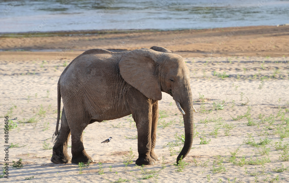 Obraz premium Elephant