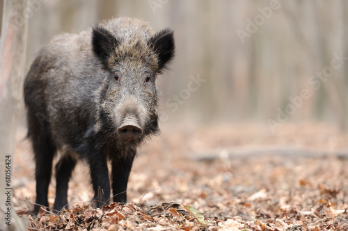 Fototapeta Wild boar