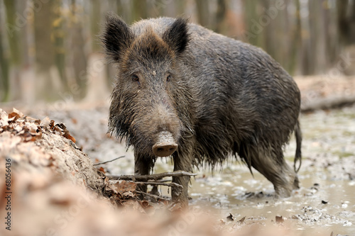 Wild boar