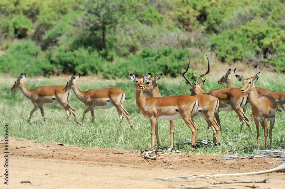 Impala Impala