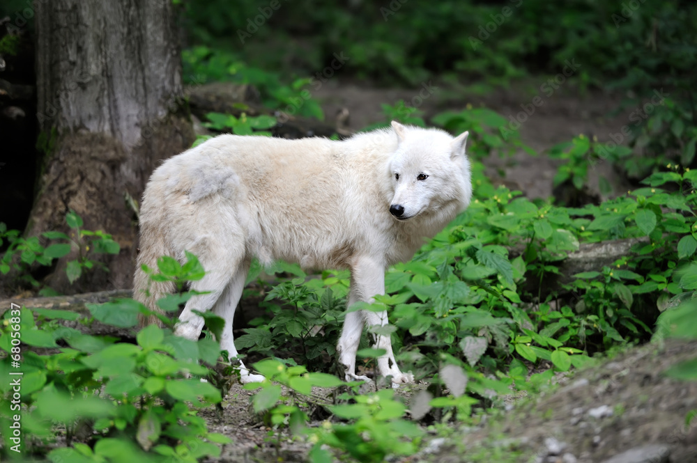 Fototapeta premium Arctic Wolf