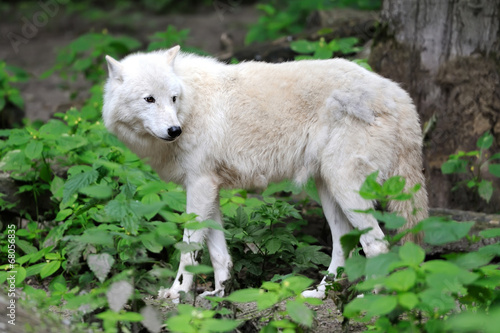 Arctic Wolf