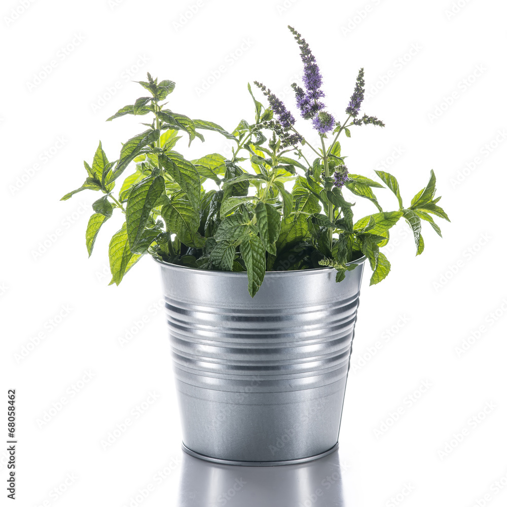 Maceta con planta de menta y flores aislada sobre fondo blanco Stock Photo  | Adobe Stock