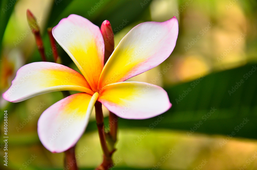 Plumeria. Beautiful pink inflorescence Plumeria. Beautiful pink inflorescence