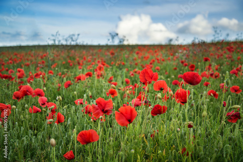 Beautiful poppy field landscape during sunset with dramatic sky