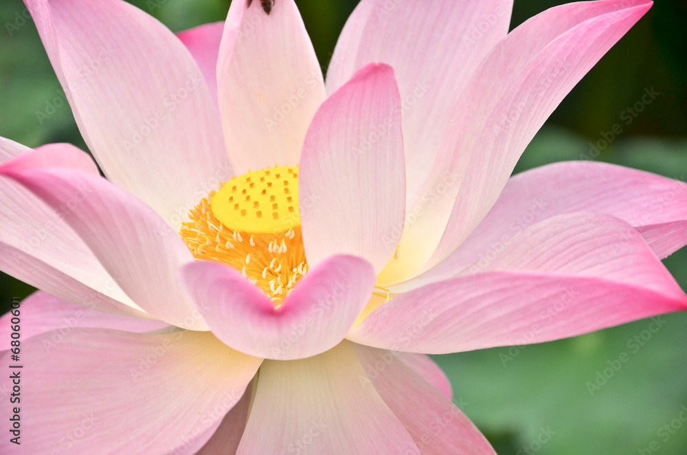 blooming lotus flower over green background