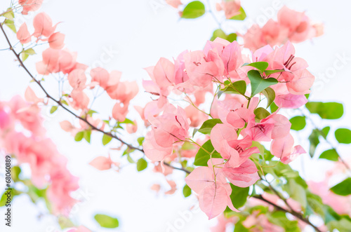 Paper flowers or Bougainvillea