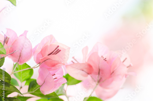 Paper flowers or Bougainvillea