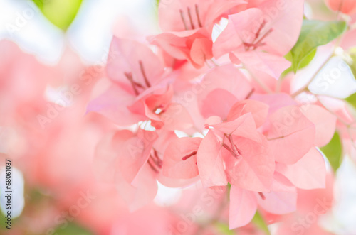 Paper flowers or Bougainvillea
