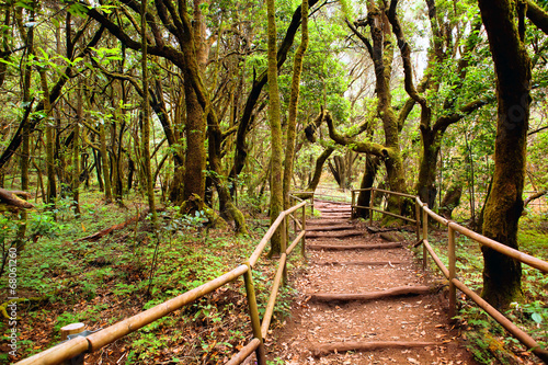 the amazing rain-forest in La Gomera, Parque Nacional de Garajon photo