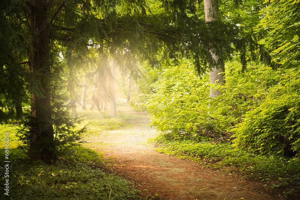 Obraz premium Footpath in the park