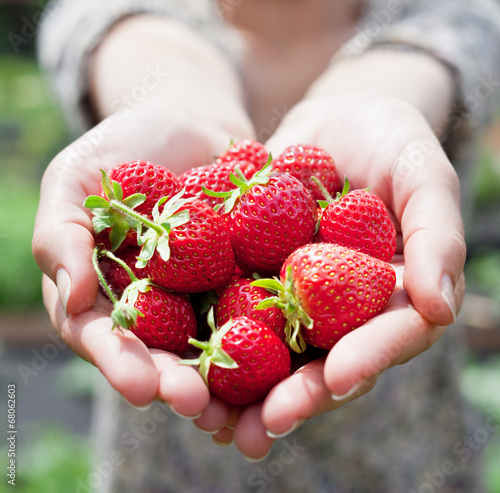 Strawberry fruits in a woman's hands.