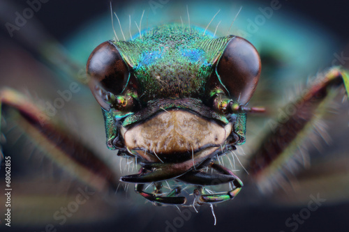 Head of tiger beetle (Cicindella campestris). Macro