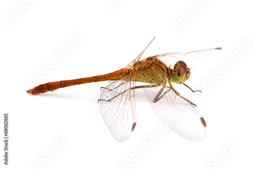 Dragonfly Southern Skimmer isolated on white