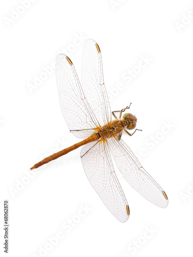 Dragonfly Southern Skimmer  isolated on white
