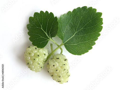 White Mulberry (Morus alba)