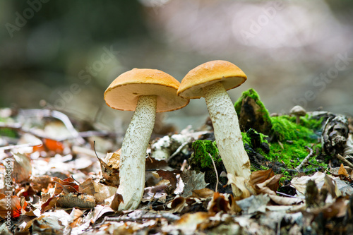 Wild mushroom in forest