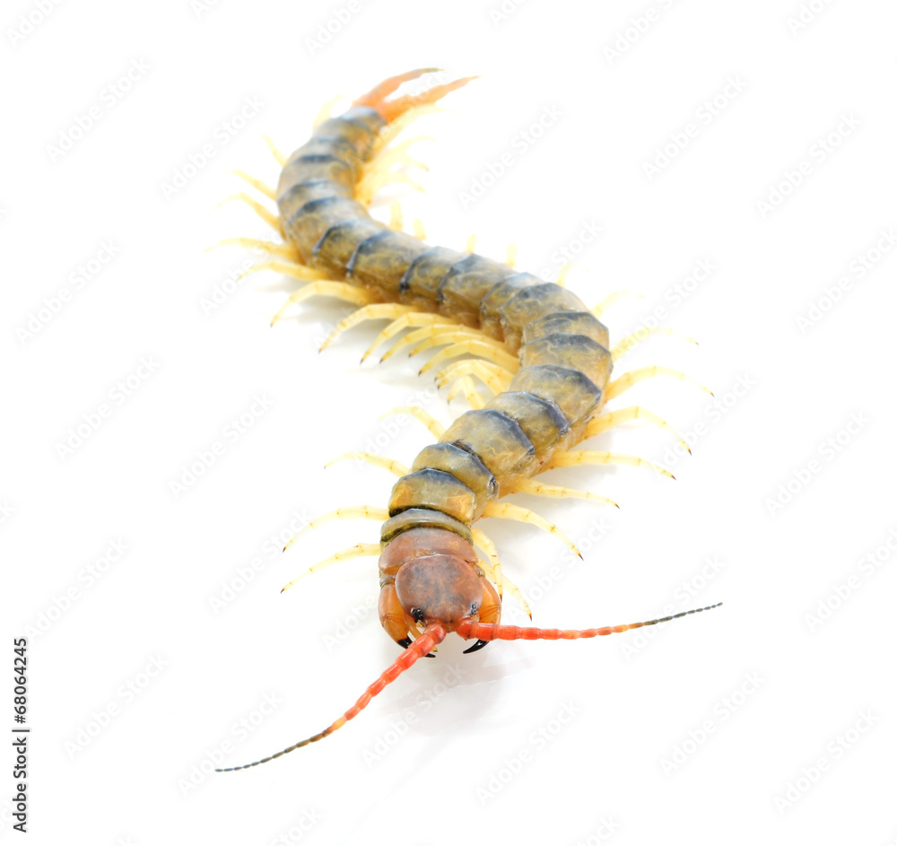 Fototapeta premium Centipede