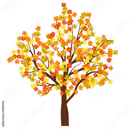 Autumn maple tree