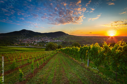 Vineyard with colorful sunrise in Pfalz  Germany
