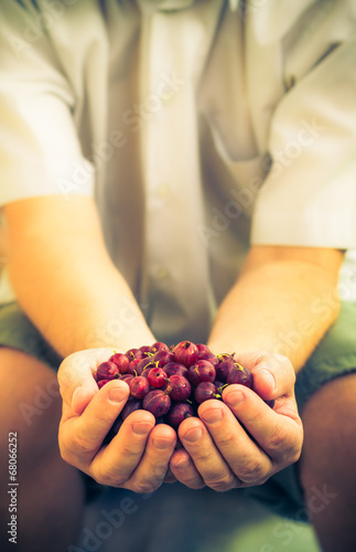 Male hands holding fresh air gooseberry fruit