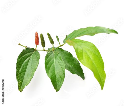 Long pepper or Piper longum isolated on white background photo