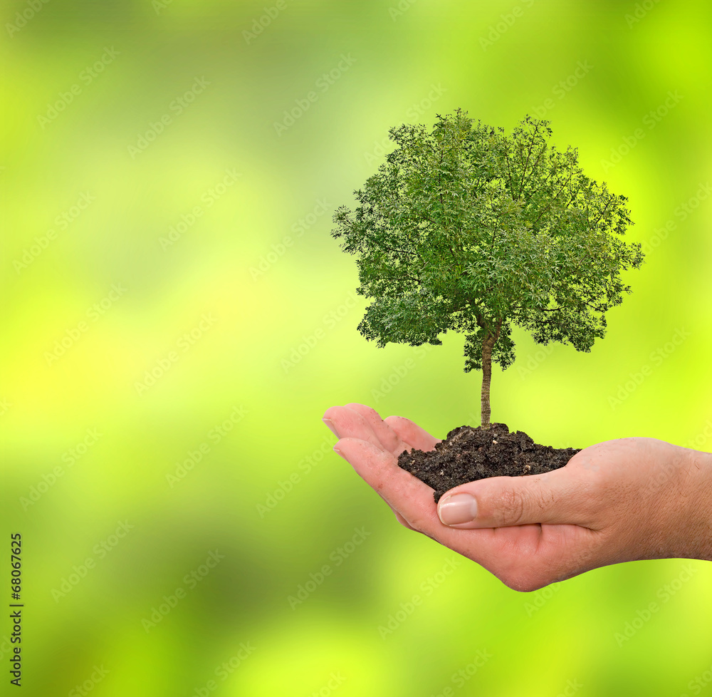 Tree in hands