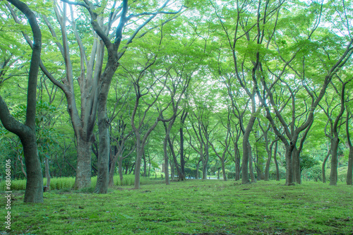 The forest of Kitanomaru Park