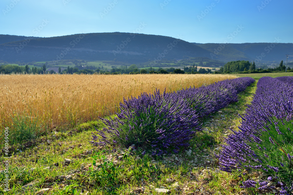 Provence rural landscape Provence rural landscape