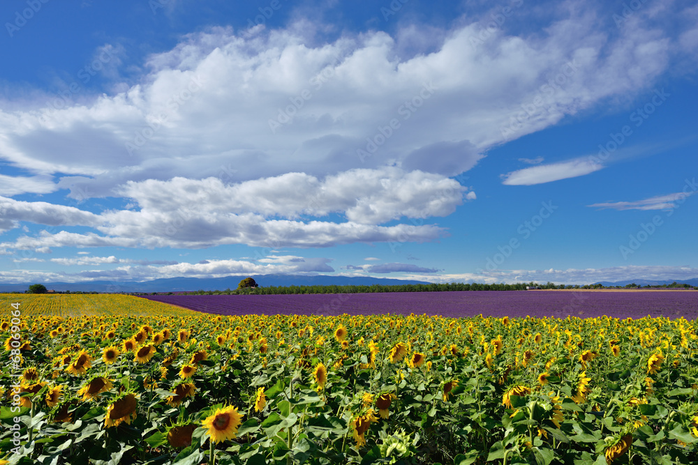 Provence rural landscape