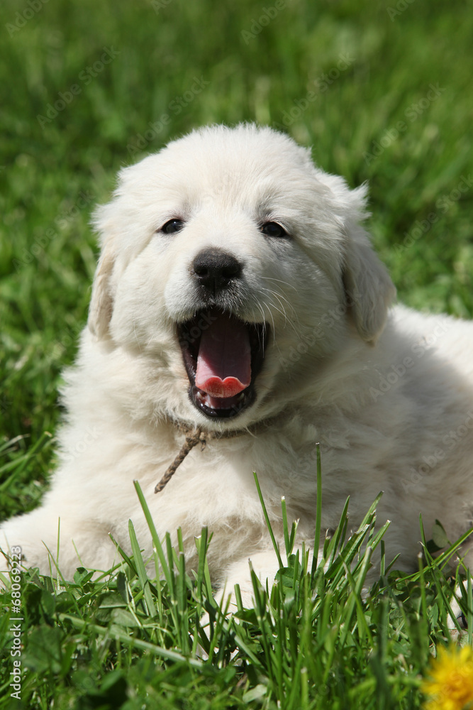 Amazing white puppy of Slovakian chuvach lying in the grass