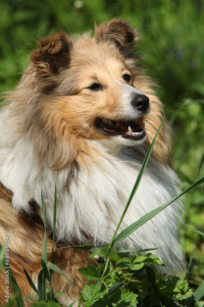 Amazing sheltie in the garden Amazing sheltie in the garden