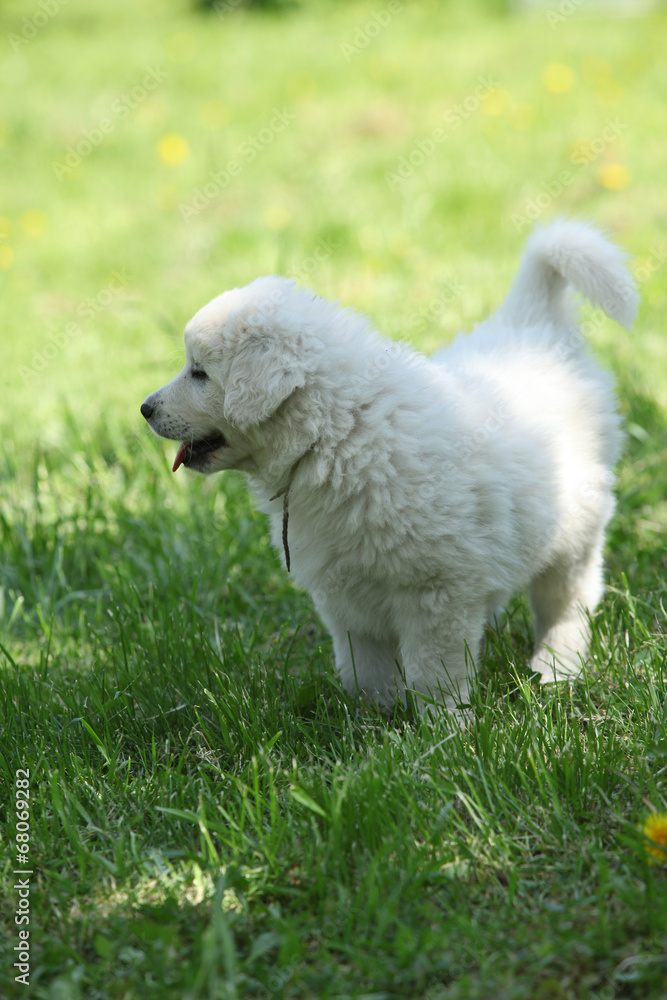 Nice puppy of Slovakian chuvach standing in the grass Nice puppy of Slovakian chuvach standing in the grass